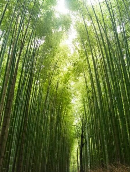is bamboo a tree