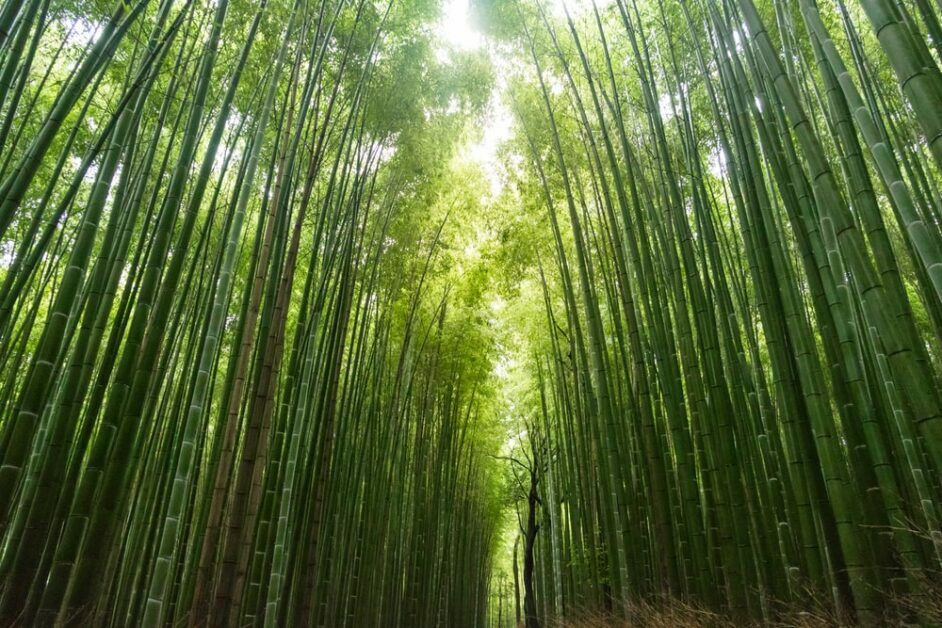 is bamboo a tree